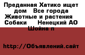 Преданная Хатико ищет дом - Все города Животные и растения » Собаки   . Ненецкий АО,Шойна п.